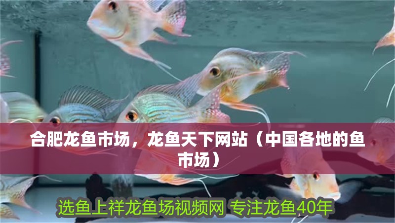 合肥龍魚市場，龍魚天下網站（中國各地的魚市場）