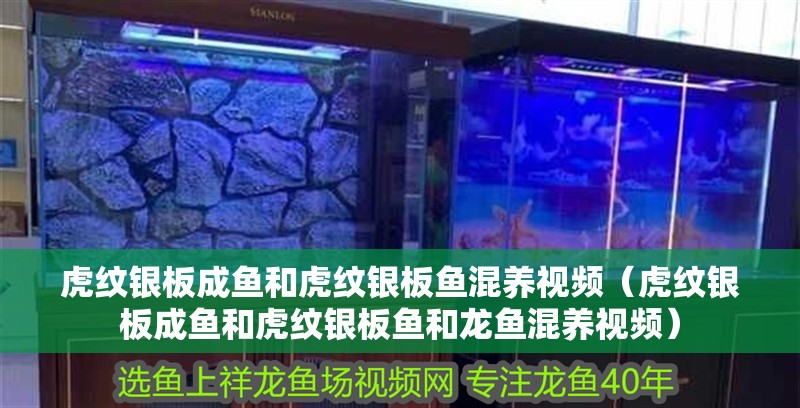 虎紋銀板成魚和虎紋銀板魚混養(yǎng)視頻（虎紋銀板成魚和虎紋銀板魚和龍魚混養(yǎng)視頻）