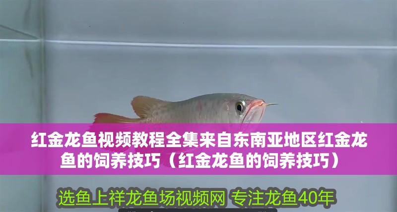 紅金龍魚視頻教程全集來自東南亞地區紅金龍魚的飼養技巧(紅金龍魚的飼養技巧) 觀賞魚百科 第2張 紅金龍魚視頻教程全集來自東南亞地區紅金龍魚的飼養技巧(紅金龍魚的飼養技巧) 紅金龍魚視頻教程全集來自東南亞地區紅金龍魚的飼養技巧(紅金龍魚的飼養技巧) 觀賞魚百科 第2張