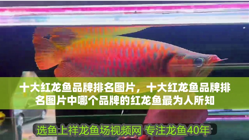 十大紅龍魚品牌排名圖片，十大紅龍魚品牌排名圖片中哪個品牌的紅龍魚最為人所知