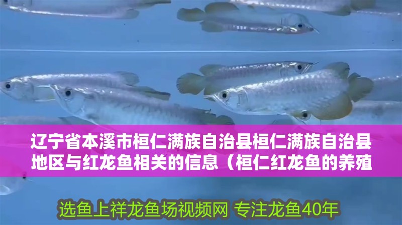 遼寧省本溪市桓仁滿族自治縣桓仁滿族自治縣地區與紅龍魚相關的信息（桓仁紅龍魚的養殖技術有哪些？） 遼寧省本溪市桓仁滿族自治縣桓仁滿族自治縣地區與紅龍魚相關的信息（桓仁紅龍魚的養殖技術有哪些？） 觀賞魚百科 第11張