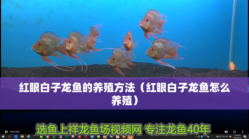 紅眼白子龍魚的養(yǎng)殖方法（紅眼白子龍魚怎么養(yǎng)殖）