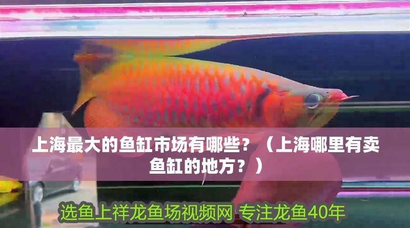 上海最大的魚缸市場有哪些？（上海哪里有賣魚缸的地方？）