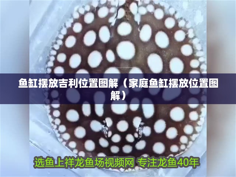 魚缸擺放吉利位置圖解（家庭魚缸擺放位置圖解）