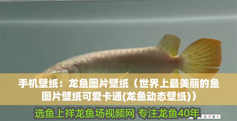 手機(jī)壁紙：龍魚圖片壁紙（世界上最美麗的魚圖片壁紙可愛卡通(龍魚動態(tài)壁紙)）