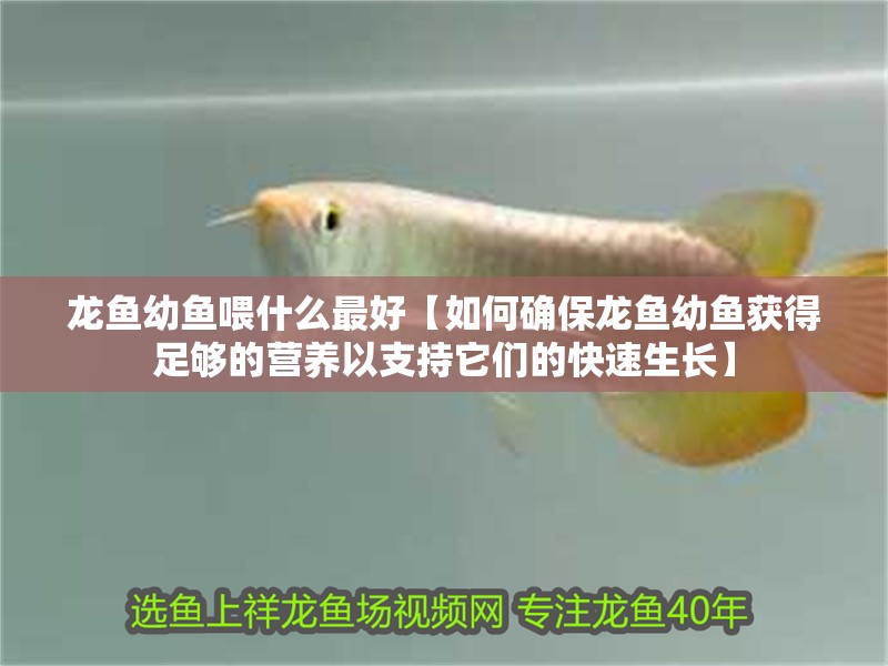 龍魚幼魚喂什么最好【如何確保龍魚幼魚獲得足夠的營養(yǎng)以支持它們的快速生長】