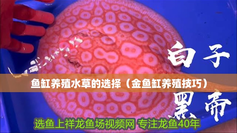 魚缸養殖水草的選擇（金魚缸養殖技巧）