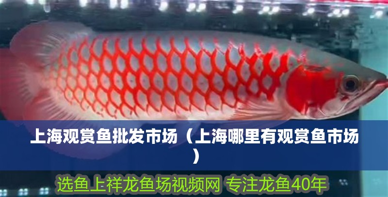 上海觀賞魚批發市場（上海哪里有觀賞魚市場）