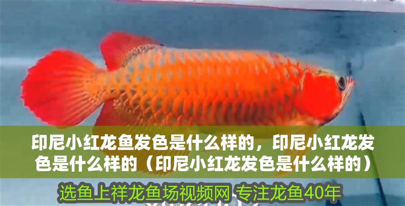 印尼小紅龍魚發色是什么樣的，印尼小紅龍發色是什么樣的（印尼小紅龍發色是什么樣的） 印尼小紅龍魚發色是什么樣的，印尼小紅龍發色是什么樣的（印尼小紅龍發色是什么樣的） 觀賞魚百科