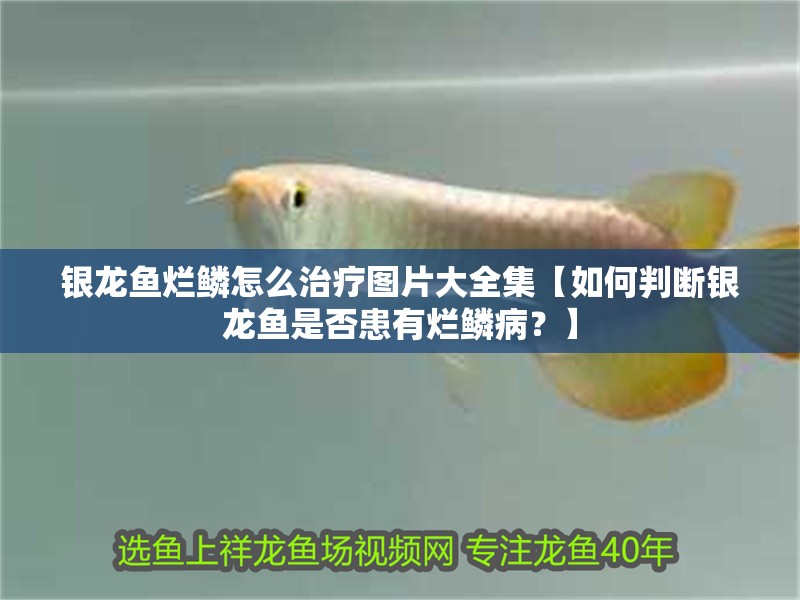 銀龍魚爛鱗怎么治療圖片大全集【如何判斷銀龍魚是否患有爛鱗??？】