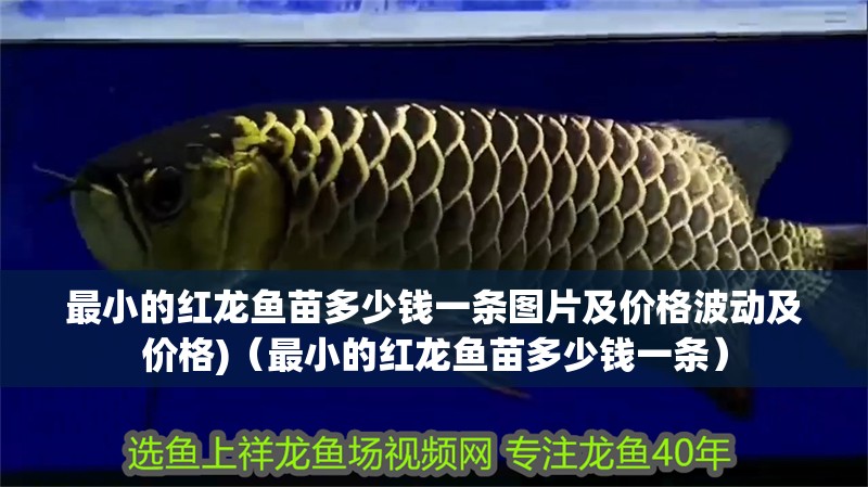 最小的紅龍魚苗多少錢一條圖片及價格波動及價格)（最小的紅龍魚苗多少錢一條）