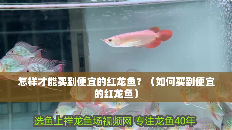怎樣才能買到便宜的紅龍魚？（如何買到便宜的紅龍魚） 怎樣才能買到便宜的紅龍魚？（如何買到便宜的紅龍魚） 觀賞魚百科 第2張