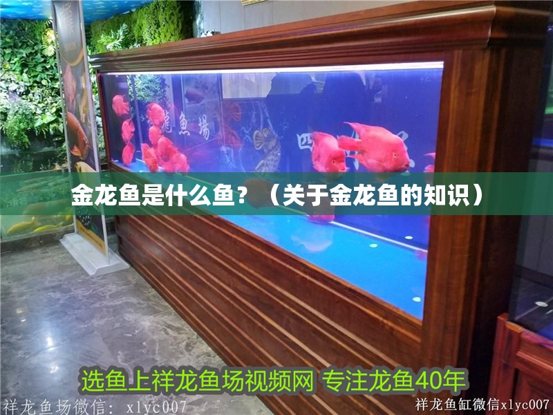金龍魚是什么魚？（關于金龍魚的知識）