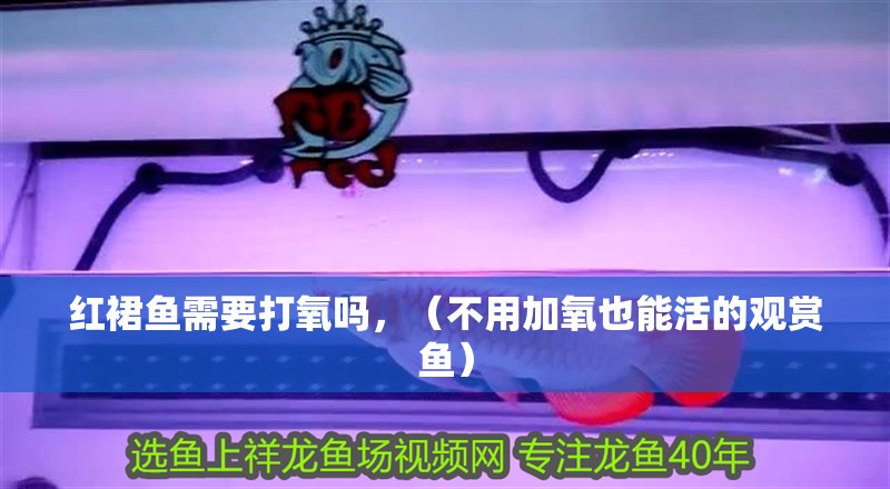 紅裙魚需要打氧嗎，（不用加氧也能活的觀賞魚）