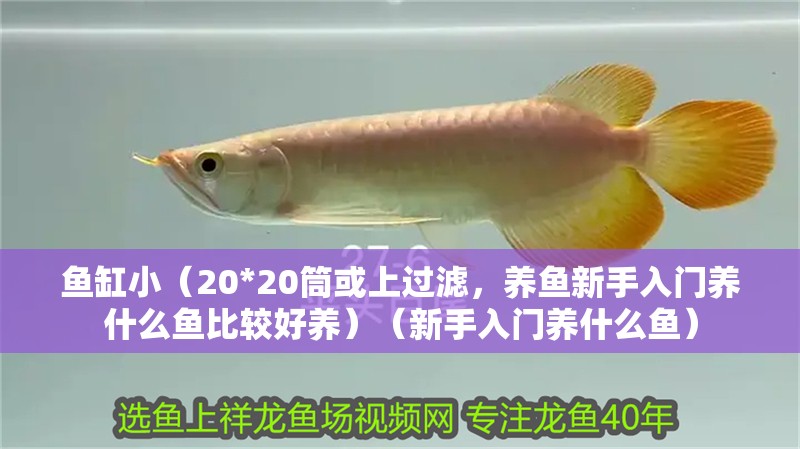 魚缸小（20*20筒或上過濾，養魚新手入門養什么魚比較好養）（新手入門養什么魚）