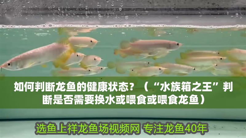 如何判斷龍魚的健康狀態(tài)？（“水族箱之王”判斷是否需要換水或喂食或喂食龍魚） 如何判斷龍魚的健康狀態(tài)？（“水族箱之王”判斷是否需要換水或喂食或喂食龍魚） 觀賞魚百科 第3張