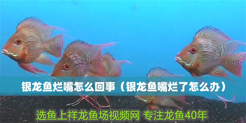 銀龍魚爛嘴怎么回事（銀龍魚嘴爛了怎么辦）