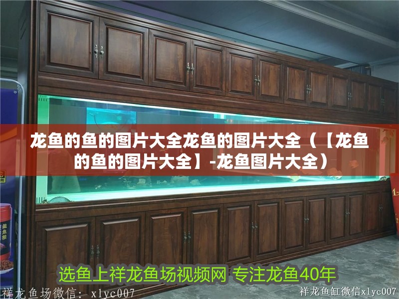 龍魚的魚的圖片大全龍魚的圖片大全（【龍魚的魚的圖片大全】-龍魚圖片大全） 龍魚的魚的圖片大全龍魚的圖片大全（【龍魚的魚的圖片大全】-龍魚圖片大全） 觀賞魚百科 第2張
