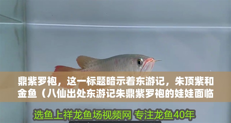 鼎紫羅袍，這一標(biāo)題暗示著東游記，朱頂紫和金魚（八仙出處東游記朱鼎紫羅袍的娃娃面臨的問(wèn)題）
