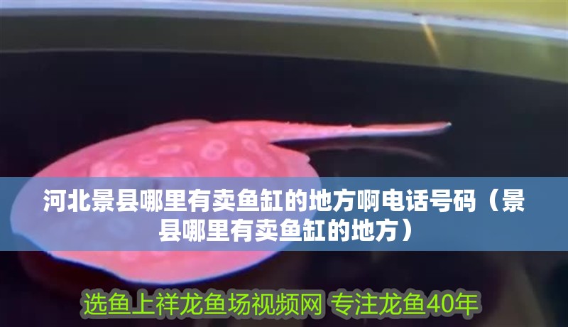 河北景縣哪里有賣魚缸的地方啊電話號碼（景縣哪里有賣魚缸的地方）