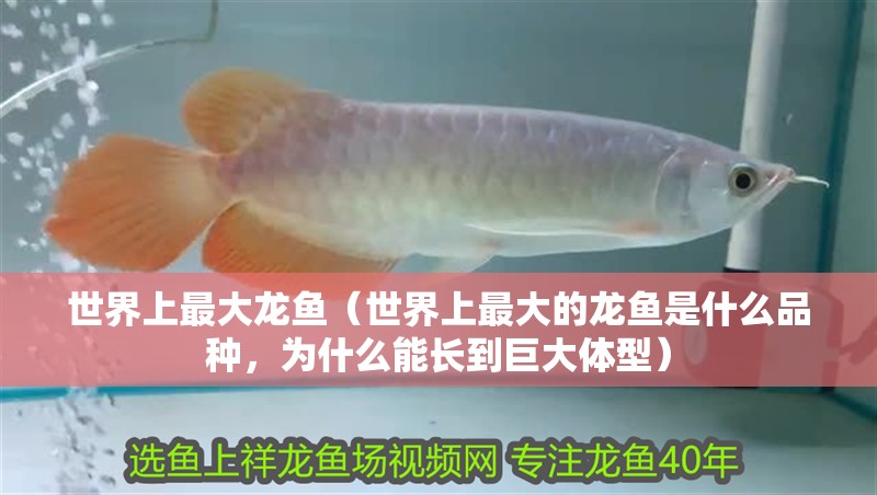 世界上最大龍魚（世界上最大的龍魚是什么品種，為什么能長到巨大體型）