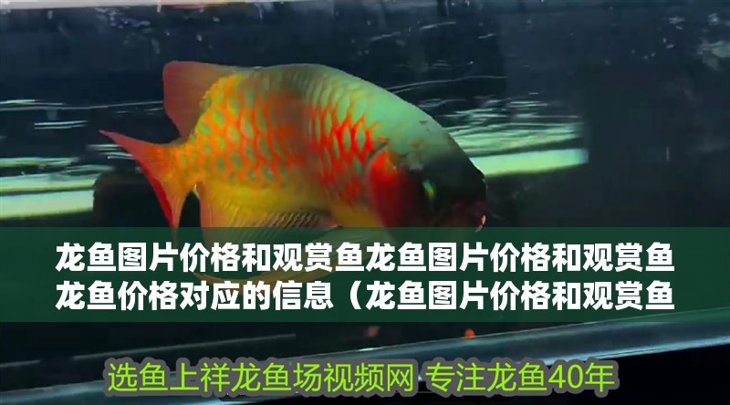 龍魚圖片價格和觀賞魚龍魚圖片價格和觀賞魚龍魚價格對應(yīng)的信息（龍魚圖片價格和觀賞魚龍魚價格）