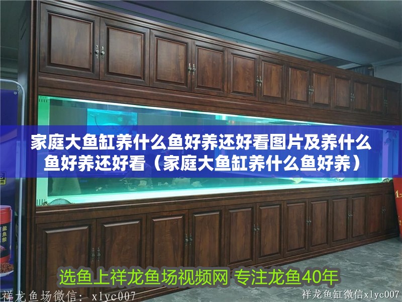 家庭大魚缸養(yǎng)什么魚好養(yǎng)還好看圖片及養(yǎng)什么魚好養(yǎng)還好看（家庭大魚缸養(yǎng)什么魚好養(yǎng)）