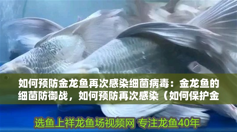 如何預防金龍魚再次感染細菌病毒：金龍魚的細菌防御戰，如何預防再次感染（如何保護金龍魚的健康）