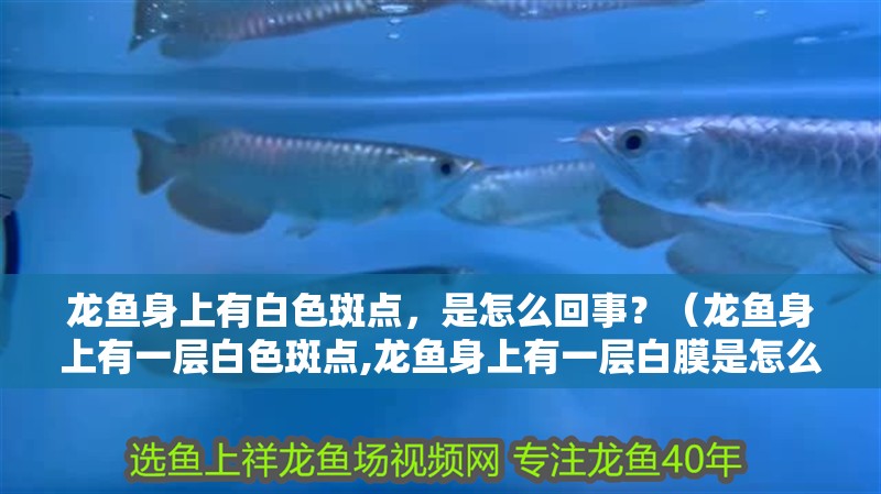 龍魚身上有白色斑點，是怎么回事？（龍魚身上有一層白色斑點,龍魚身上有一層白膜是怎么回事）