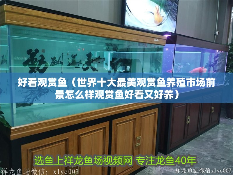 好看觀賞魚（世界十大最美觀賞魚養殖市場前景怎么樣觀賞魚好看又好養）