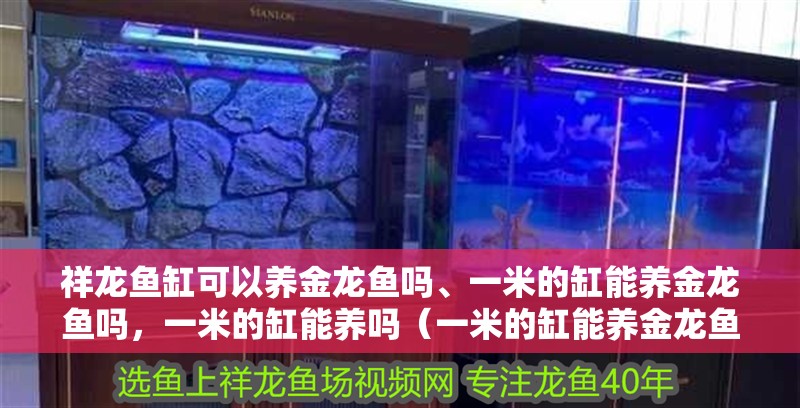 祥龍魚缸可以養(yǎng)金龍魚嗎、一米的缸能養(yǎng)金龍魚嗎，一米的缸能養(yǎng)嗎（一米的缸能養(yǎng)金龍魚嗎、一米的缸能養(yǎng)金龍魚嗎）