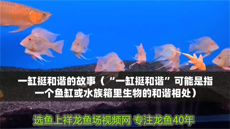 一缸挺和諧的故事（“一缸挺和諧”可能是指一個魚缸或水族箱里生物的和諧相處）