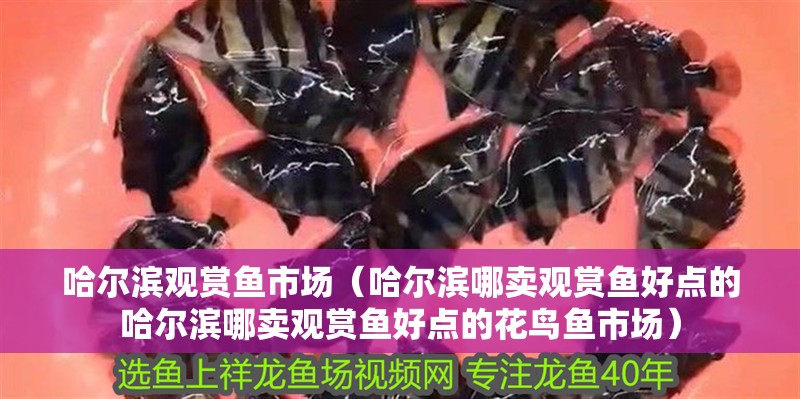哈爾濱觀賞魚市場（哈爾濱哪賣觀賞魚好點的哈爾濱哪賣觀賞魚好點的花鳥魚市場）