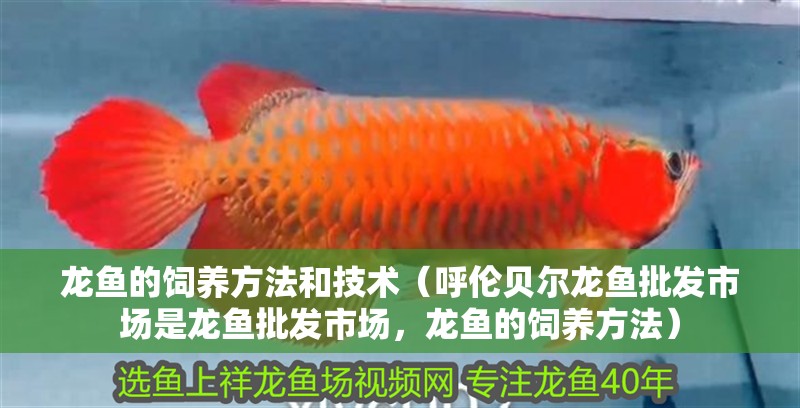龍魚的飼養方法和技術（呼倫貝爾龍魚批發市場是龍魚批發市場，龍魚的飼養方法）