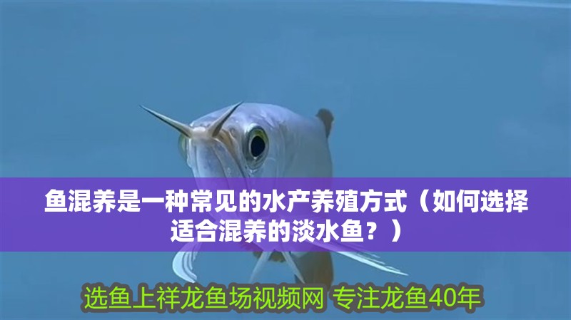 魚混養是一種常見的水產養殖方式（如何選擇適合混養的淡水魚？） 魚混養是一種常見的水產養殖方式（如何選擇適合混養的淡水魚？） 觀賞魚百科 第6張