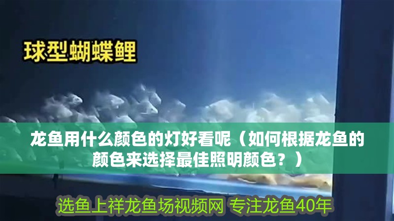龍魚用什么顏色的燈好看呢（如何根據龍魚的顏色來選擇最佳照明顏色？）