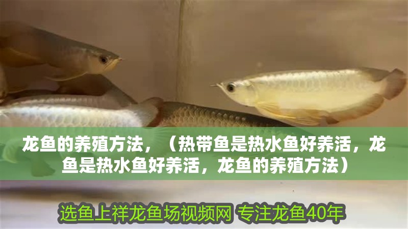 龍魚的養殖方法，（熱帶魚是熱水魚好養活，龍魚是熱水魚好養活，龍魚的養殖方法）