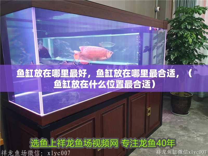 魚缸放在哪里最好，魚缸放在哪里最合適，（魚缸放在什么位置最合適）