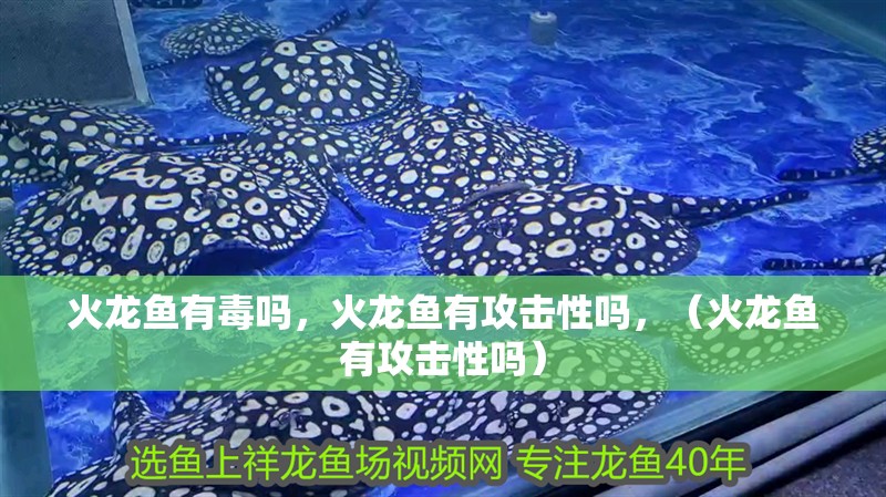 火龍魚有毒嗎，火龍魚有攻擊性嗎，（火龍魚有攻擊性嗎）
