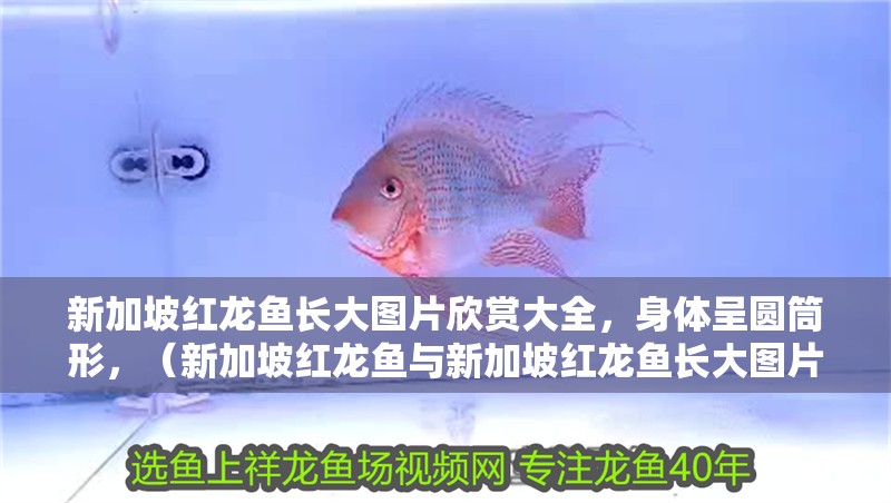 新加坡紅龍魚長大圖片欣賞大全，身體呈圓筒形，（新加坡紅龍魚與新加坡紅龍魚長大圖片欣賞大全）