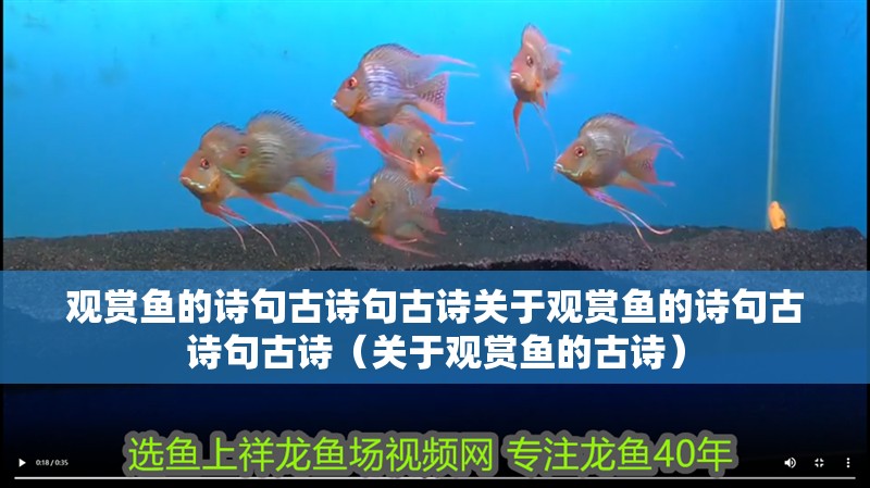 觀賞魚(yú)的詩(shī)句古詩(shī)句古詩(shī)關(guān)于觀賞魚(yú)的詩(shī)句古詩(shī)句古詩(shī)（關(guān)于觀賞魚(yú)的古詩(shī)）