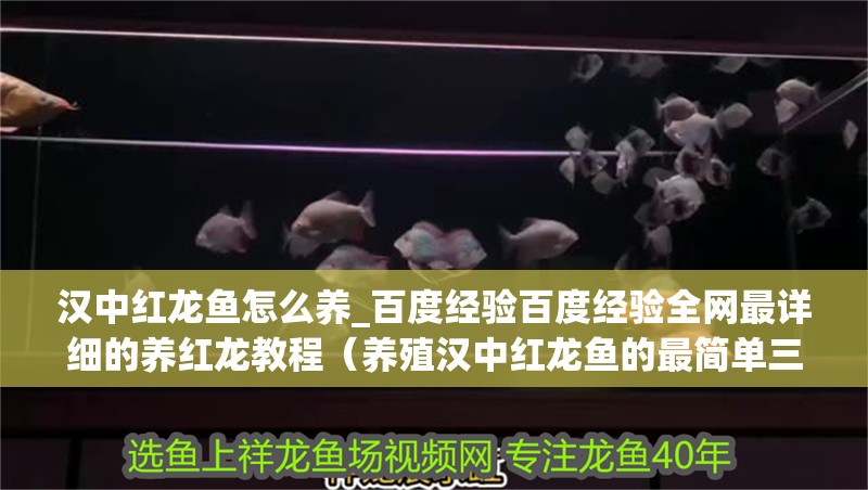 漢中紅龍魚怎么養(yǎng)_百度經(jīng)驗(yàn)百度經(jīng)驗(yàn)全網(wǎng)最詳細(xì)的養(yǎng)紅龍教程（養(yǎng)殖漢中紅龍魚的最簡(jiǎn)單三個(gè)步驟） 漢中紅龍魚怎么養(yǎng)_百度經(jīng)驗(yàn)百度經(jīng)驗(yàn)全網(wǎng)最詳細(xì)的養(yǎng)紅龍教程（養(yǎng)殖漢中紅龍魚的最簡(jiǎn)單三個(gè)步驟） 觀賞魚百科 第4張