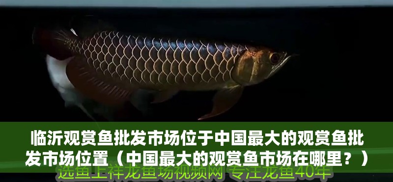 臨沂觀賞魚批發(fā)市場(chǎng)位于中國(guó)最大的觀賞魚批發(fā)市場(chǎng)位置（中國(guó)最大的觀賞魚市場(chǎng)在哪里？）