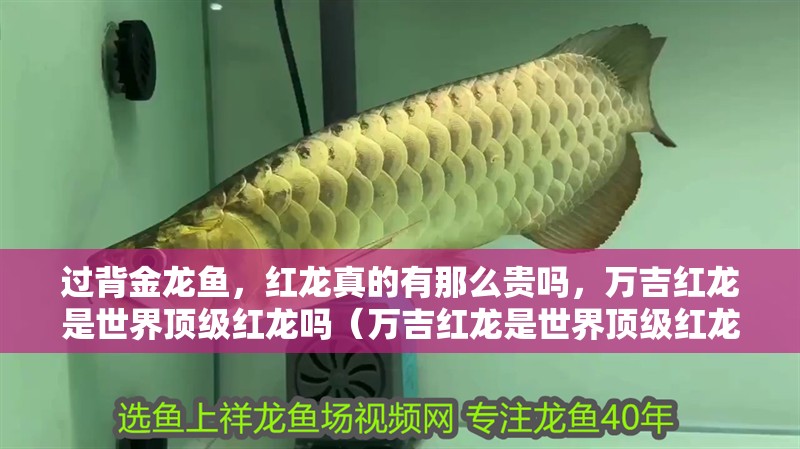 過背金龍魚,紅龍真的有那么貴嗎,萬吉紅龍是世界頂級紅龍嗎(萬吉紅龍是世界頂級紅龍嗎實(shí)體店里買不到心儀的觀賞魚) 觀賞魚百科 第4張 過背金龍魚,紅龍真的有那么貴嗎,萬吉紅龍是世界頂級紅龍嗎(萬吉紅龍是世界頂級紅龍嗎實(shí)體店里買不到心儀的觀賞魚) 過背金龍魚,紅龍真的有那么貴嗎,萬吉紅龍是世界頂級紅龍嗎(萬吉紅龍是世界頂級紅龍嗎實(shí)體店里買不到心儀的觀賞魚) 觀賞魚百科 第4張