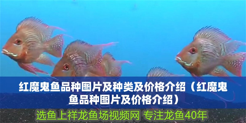紅魔鬼魚品種圖片及種類及價(jià)格介紹（紅魔鬼魚品種圖片及價(jià)格介紹）