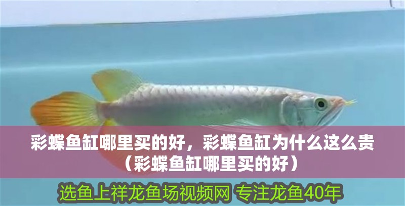 彩蝶魚缸哪里買的好，彩蝶魚缸為什么這么貴（彩蝶魚缸哪里買的好）