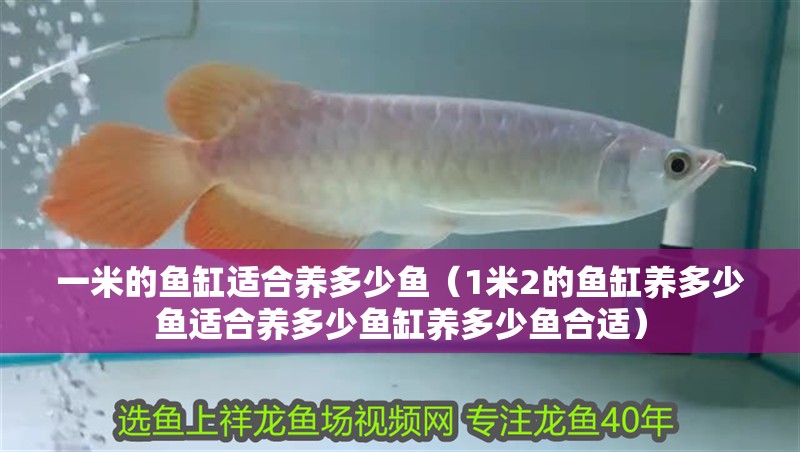一米的魚缸適合養(yǎng)多少魚（1米2的魚缸養(yǎng)多少魚適合養(yǎng)多少魚缸養(yǎng)多少魚合適） 一米的魚缸適合養(yǎng)多少魚（1米2的魚缸養(yǎng)多少魚適合養(yǎng)多少魚缸養(yǎng)多少魚合適） 觀賞魚百科 第2張