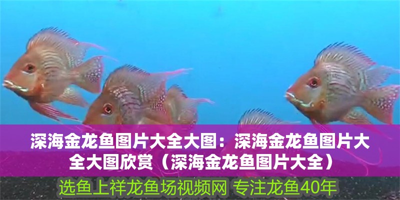 深海金龍魚圖片大全大圖：深海金龍魚圖片大全大圖欣賞（深海金龍魚圖片大全）