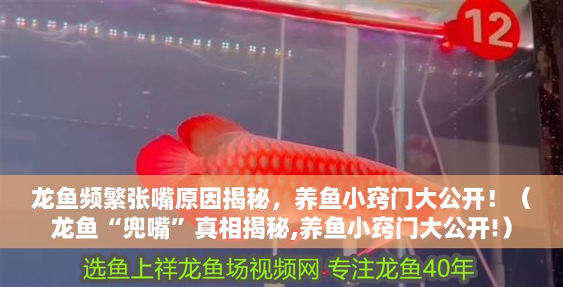 龍魚頻繁張嘴原因揭秘，養(yǎng)魚小竅門大公開！（龍魚“兜嘴”真相揭秘,養(yǎng)魚小竅門大公開!）