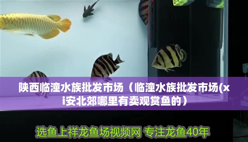 陜西臨潼水族批發市場（臨潼水族批發市場(xi安北郊哪里有賣觀賞魚的） 陜西臨潼水族批發市場（臨潼水族批發市場(xi安北郊哪里有賣觀賞魚的） 觀賞魚百科 第2張
